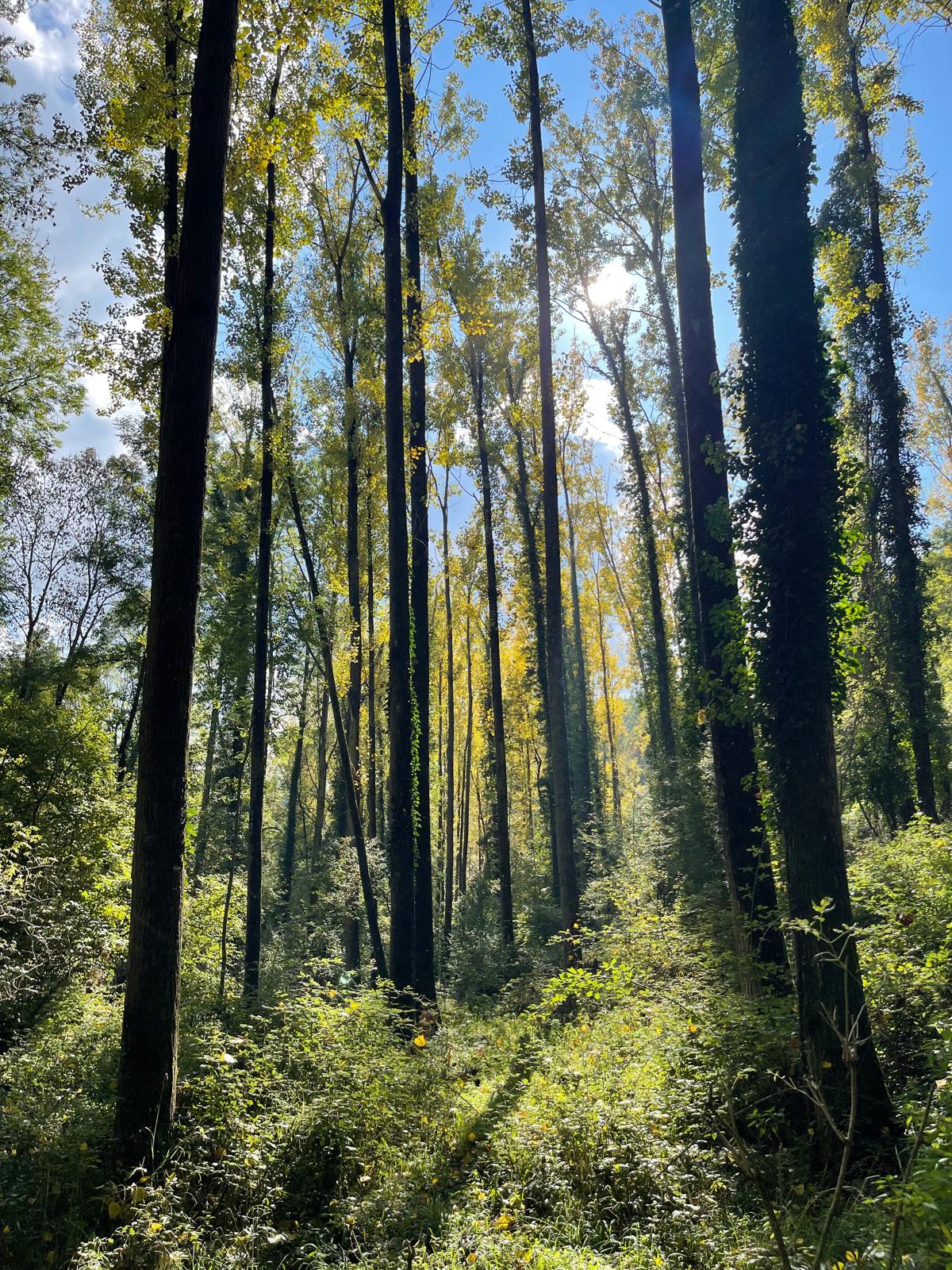 Entre la terra i el formulari: pagesia, burocràcia agrària i futur del territori